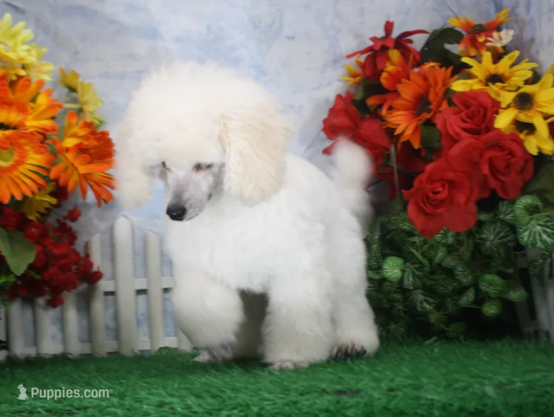 Dalton, AKC Champion Sired – Poodle - Toy  puppy for sale in Butler, MO