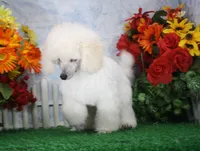 Dalton, AKC Champion Sired, a male Poodle - Toy  for sale in Butler, MO – 1 of 7