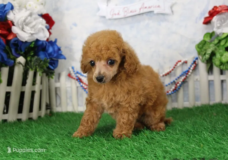 Bella, AKC Champion Sired – Poodle - Toy  puppy for sale in Butler, MO