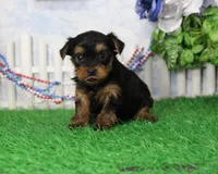 Yukon, AKC, a male Yorkshire Terrier for sale in Butler, MO – 2 of 7