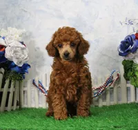 Banjo, AKC Champion Sired, a male Poodle - Toy  for sale in Butler, MO – 2 of 4