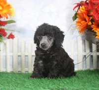 Barbie, AKC Champion Sired, a female Poodle - Toy  for sale in Butler, MO – 2 of 4