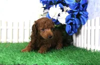 Falcon, AKC Champion Sired, a male Poodle - Toy  for sale in Butler, MO – 4 of 4