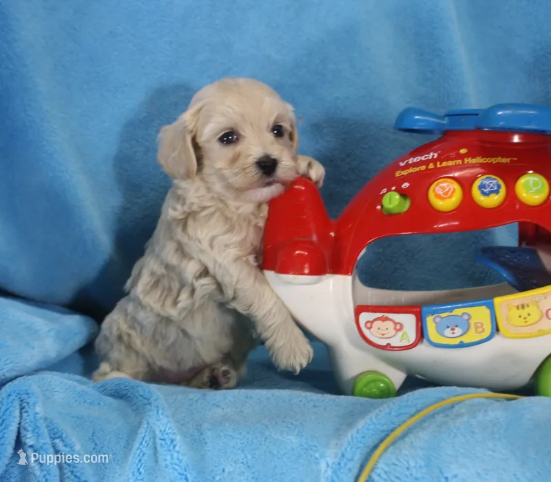 Josh, ICA – Maltipoo puppy for sale in Butler, MO