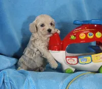 Josh, ICA, a male Maltipoo for sale in Butler, MO – 1 of 4