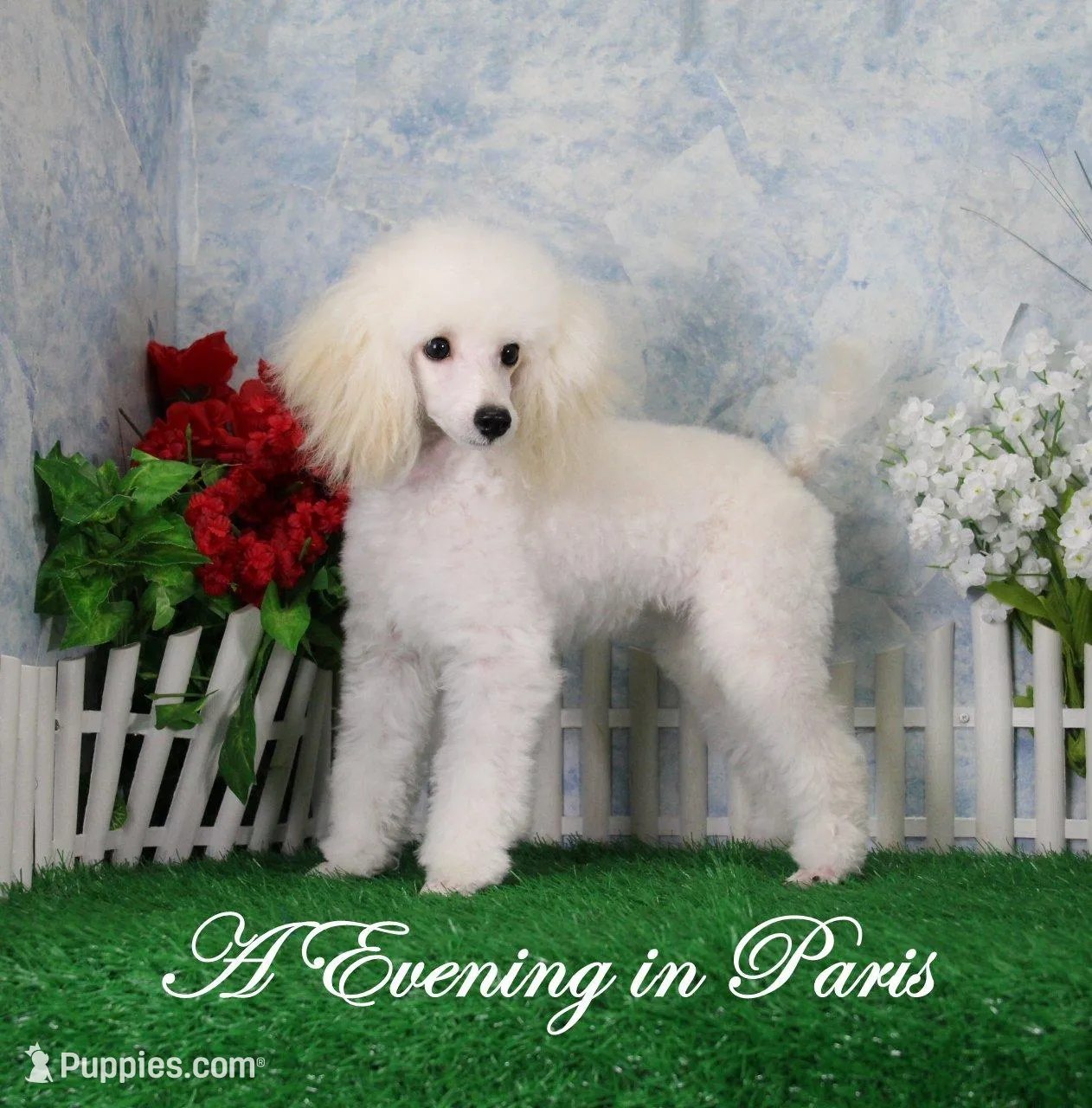 Evie, AKC Champion Sired, a female Poodle - Toy  for sale in Butler, MO – Photo 6 of 6
