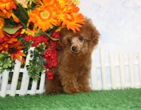 Max, AKC Champion Sired, a male Poodle - Toy  for sale in Butler, MO – 3 of 4