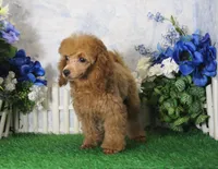 Adam, AKC Champion Sired, a male Poodle - Toy  for sale in Butler, MO – 3 of 7