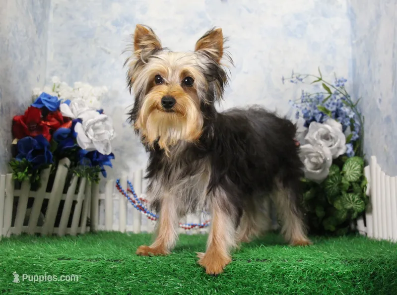 Levi, AKC – Yorkshire Terrier puppy for sale in Butler, MO