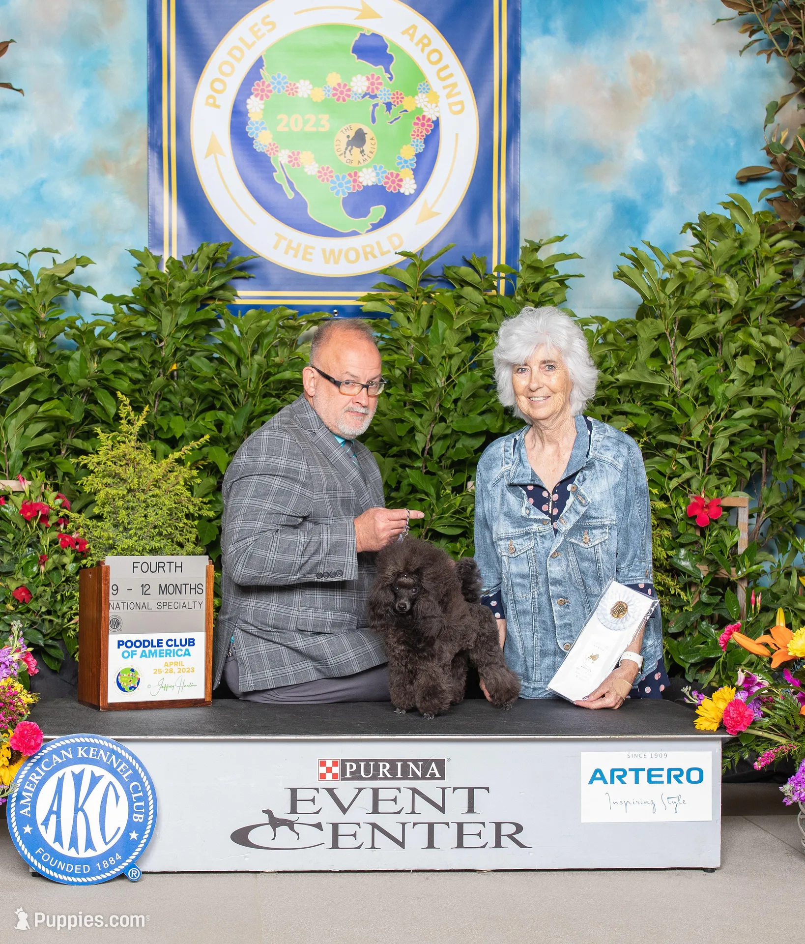 Evie, AKC Champion Sired, a female Poodle - Toy  for sale in Butler, MO – Photo 5 of 6