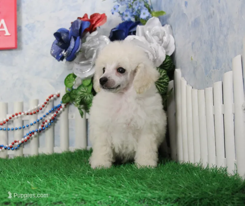 Roscoe, AKC Champion Sired – Poodle - Toy  puppy for sale in Butler, MO