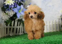 Chip, AKC Champion Sired, a male Poodle - Toy  for sale in Butler, MO – 3 of 10