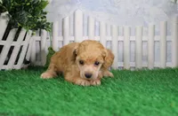 Snoozy, AKC Champion Sired, a male Poodle - Toy  for sale in Butler, MO – 3 of 6