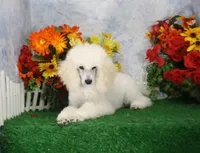 Parker, a male Poodle - Miniature  for sale in Butler, MO – 2 of 4