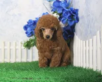Tyler, AKC Champion Sired, a male Poodle - Toy  for sale in Butler, MO – 6 of 8