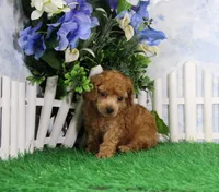 Sasha, AKC Champion Sired, a female Poodle - Toy  for sale in Butler, MO – 4 of 6