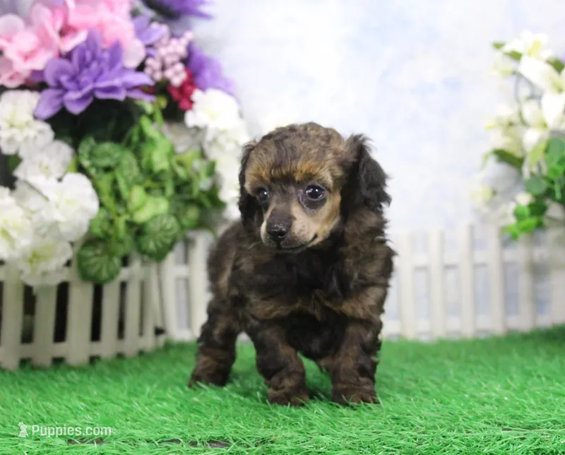 Posie, AKC Champion Sired – Poodle - Toy  puppy for sale in Butler, MO