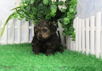Posie, AKC Champion Sired, a female Poodle - Toy  for sale in Butler, MO – Photo 2 of 6