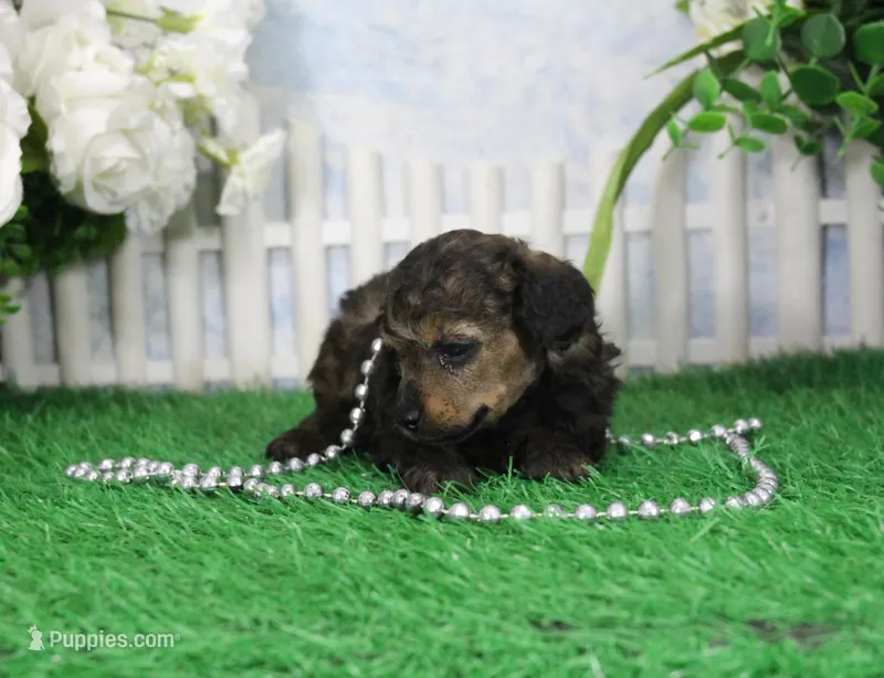 Posie, AKC Champion Sired – Poodle - Toy  puppy for sale in Butler, MO