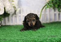 Posie, AKC Champion Sired, a female Poodle - Toy  for sale in Butler, MO – Photo 3 of 6