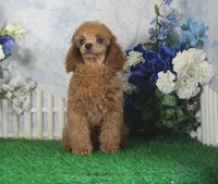 Adam, AKC Champion Sired, a male Poodle - Toy  for sale in Butler, MO – 6 of 7