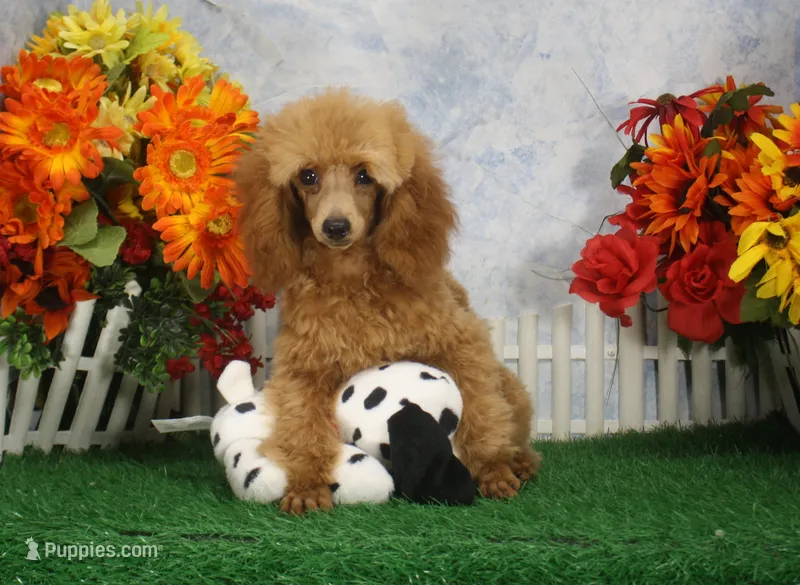 Adam, AKC Champion Sired – Poodle - Toy  puppy for sale in Butler, MO