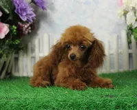 Rosie, AKC Champion Sired, a female Poodle - Toy  for sale in Butler, MO – 3 of 9