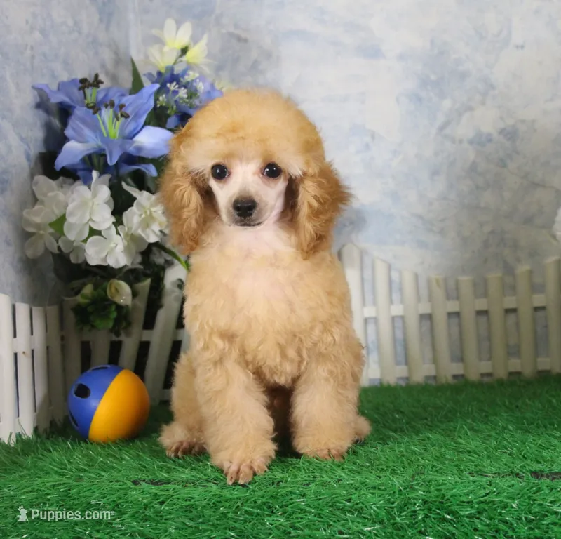 Archie, AKC Champion Sired – Poodle - Toy  puppy for sale in Butler, MO