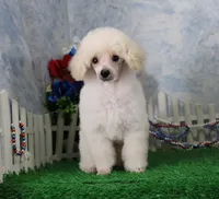 Shazam, AKC Champion Sired, a male Poodle - Toy  for sale in Butler, MO – 2 of 8