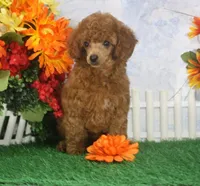 Marci, AKC Champion Sired, a female Poodle - Toy  for sale in Butler, MO – 4 of 6