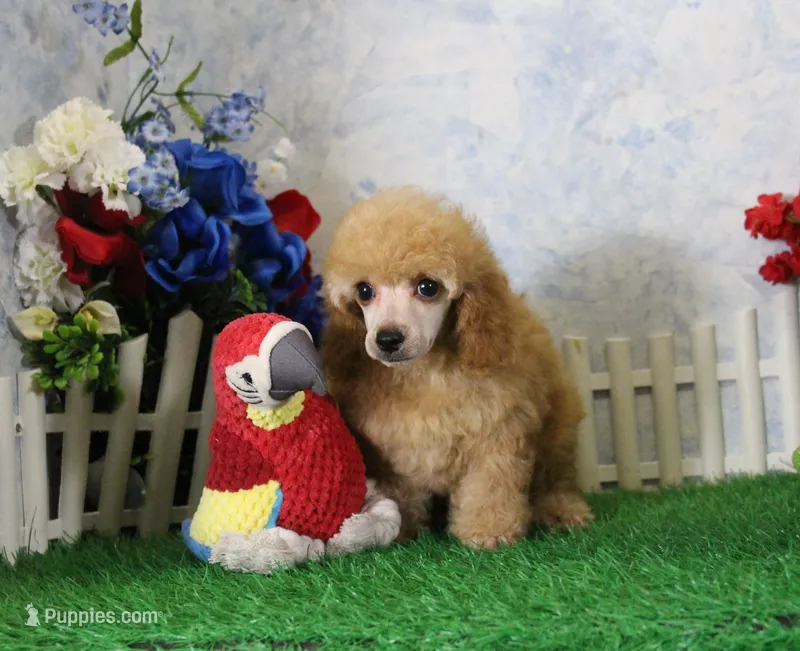 Andy, AKC Champion Sired – Poodle - Toy  puppy for sale in Butler, MO