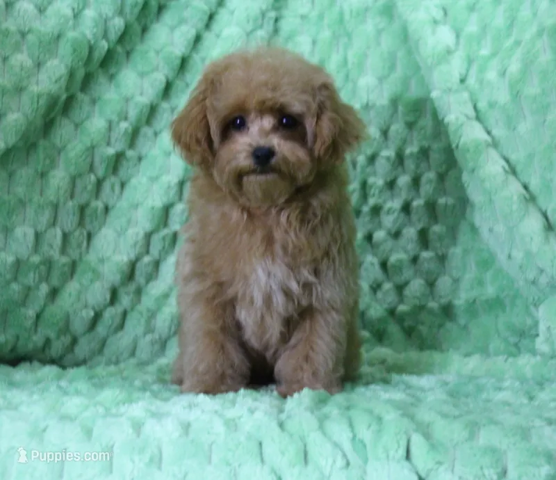 Lulu, ICA – Maltipoo, Poodle - Toy  puppy for sale in Butler, MO