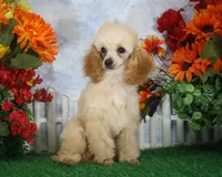Archie, AKC Champion Sired, a male Poodle - Toy  for sale in Butler, MO – 5 of 8