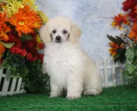 Leila, AKC Champion Sired, a female Poodle - Toy  for sale in Butler, MO – 4 of 7