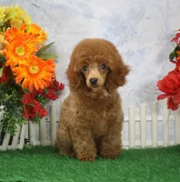 Marlo, AKC Champion Sired, a male Poodle - Toy  for sale in Butler, MO – 5 of 7
