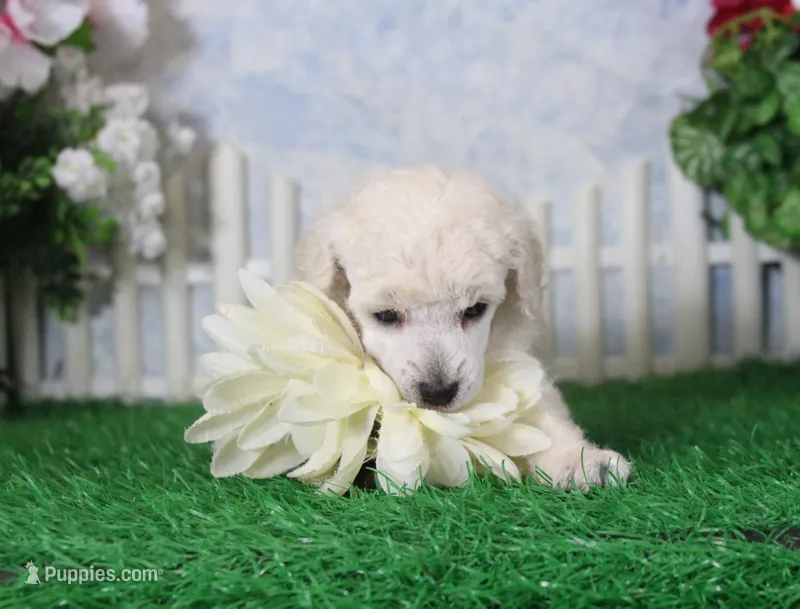 Lola, AKC Champion Sired – Poodle - Toy  puppy for sale in Butler, MO
