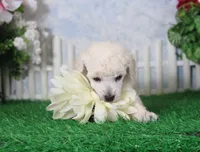 Lola, AKC Champion Sired, a female Poodle - Toy  for sale in Butler, MO – 1 of 4