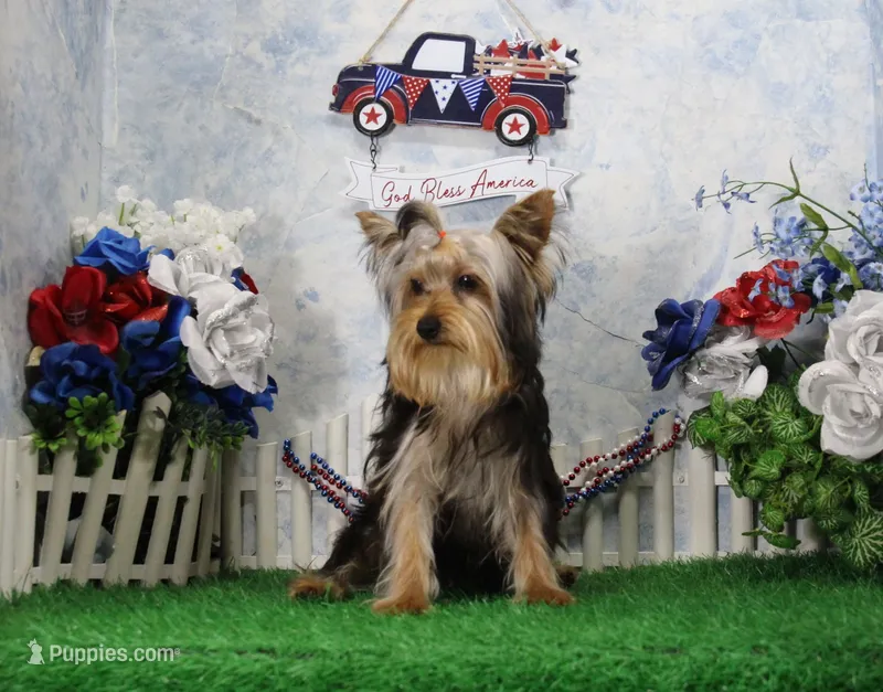 Levi, AKC – Yorkshire Terrier puppy for sale in Butler, MO