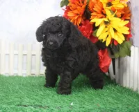 Scotty, AKC Champion Sired, a male Poodle - Toy  for sale in Butler, MO – 2 of 4