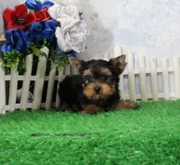 Yukon, AKC, a male Yorkshire Terrier for sale in Butler, MO – 2 of 9