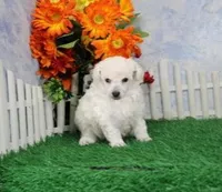 Vance, AKC Grand Champion Sired, a male Poodle - Toy  for sale in Butler, MO – 4 of 4