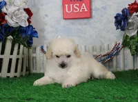 Sampson, KAC Champion Sired, a male Poodle - Toy  for sale in Butler, MO – 6 of 8