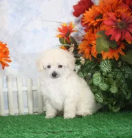 Dewey, AKC Champion Sired, a male Poodle - Toy  for sale in Butler, MO – 4 of 4