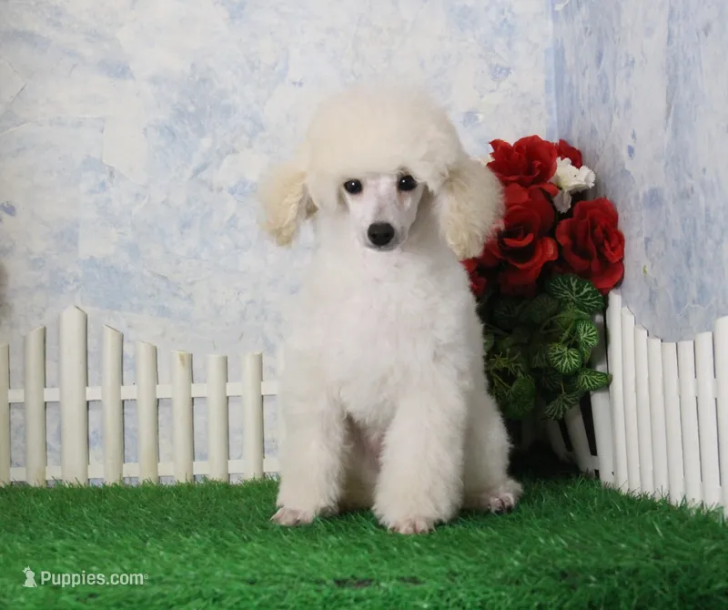 Ranger, AKC Champion Sired – Poodle - Toy  puppy for sale in Butler, MO