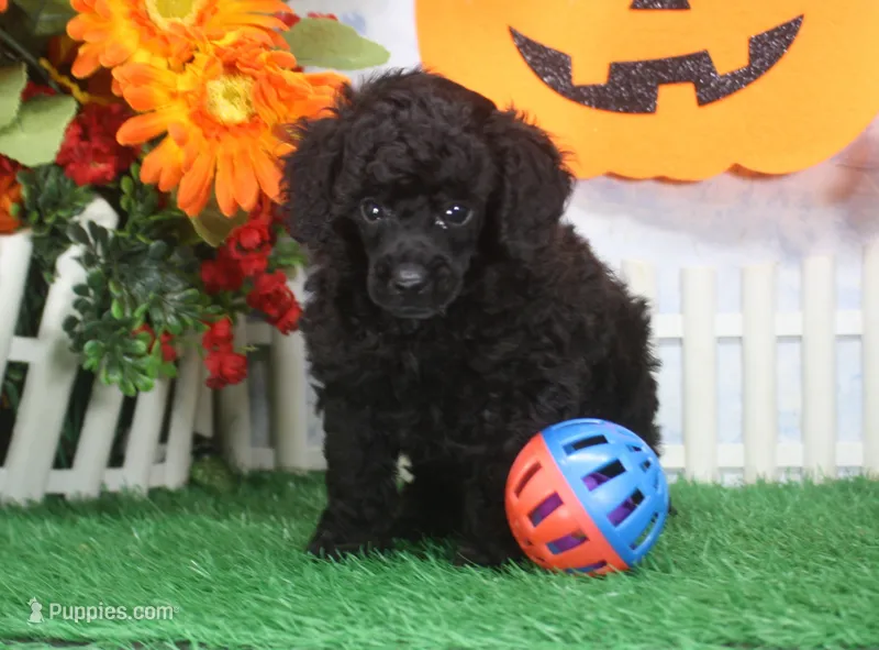 Sparky. AKC Champion Sired – Poodle - Toy  puppy for sale in Butler, MO