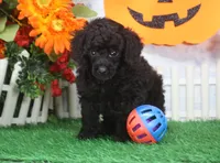 Sparky. AKC Champion Sired, a male Poodle - Toy  for sale in Butler, MO – 1 of 4
