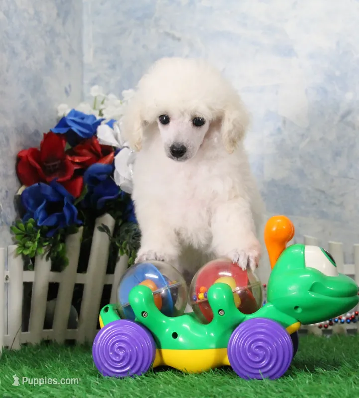 Roscoe, AKC Champion Sired – Poodle - Toy  puppy for sale in Butler, MO