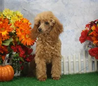 Adam, AKC Champion Sired, a male Poodle - Toy  for sale in Butler, MO – 2 of 4