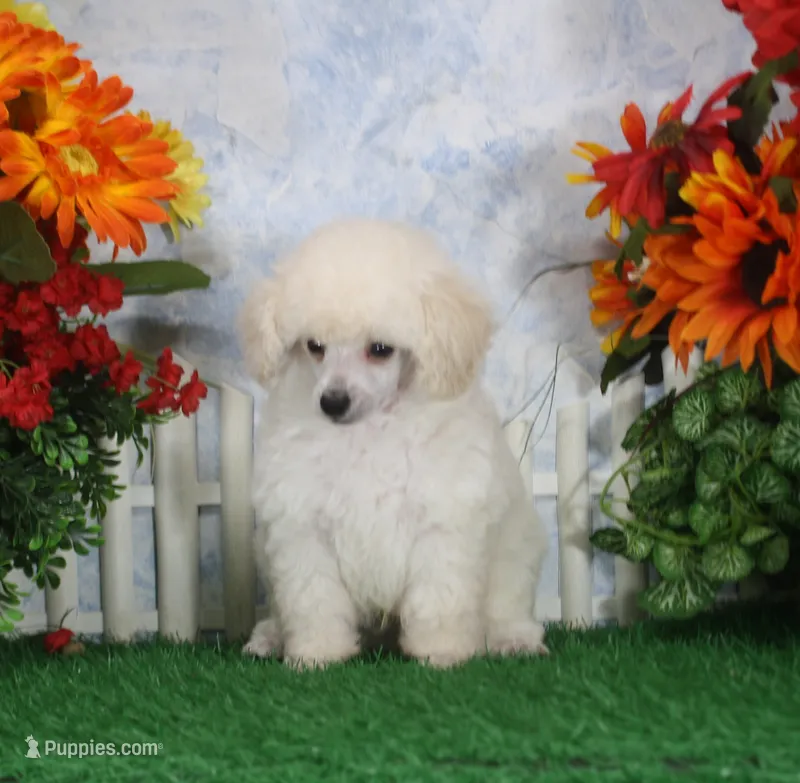 Dewey, AKC Champion Sired – Poodle - Toy  puppy for sale in Butler, MO