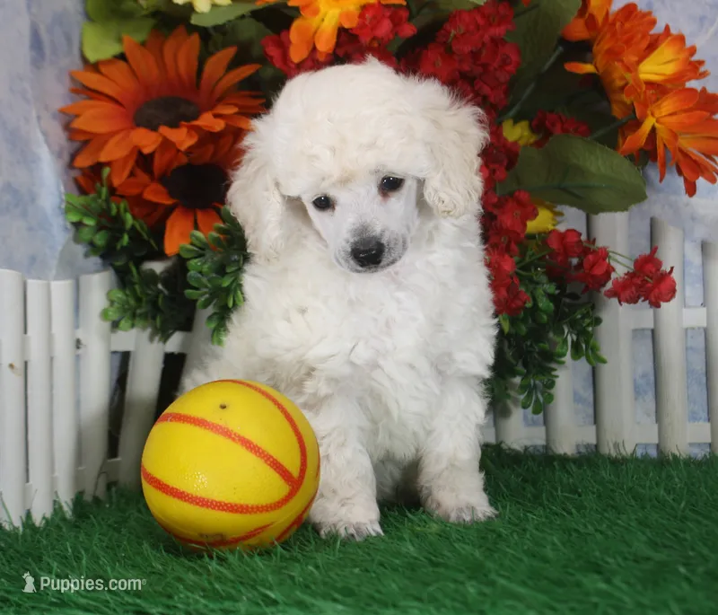 Dalton, AKC Champion Sired – Poodle - Toy  puppy for sale in Butler, MO